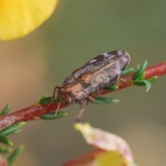 Diphucrania acuducta at Molonglo Valley, ACT - 19 Oct 2022