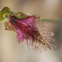 Calochilus platychilus (Purple Beard Orchid) at Black Mountain - 19 Oct 2022 by Harrisi