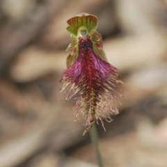 Calochilus platychilus at Molonglo Valley, ACT - 19 Oct 2022