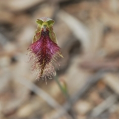 Calochilus platychilus at Molonglo Valley, ACT - 19 Oct 2022