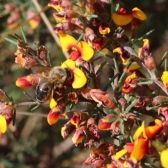 Apis mellifera (European honey bee) at Nail Can Hill - 19 Oct 2022 by KylieWaldon