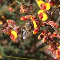 Apis mellifera at Albury, NSW - 20 Oct 2022 09:20 AM