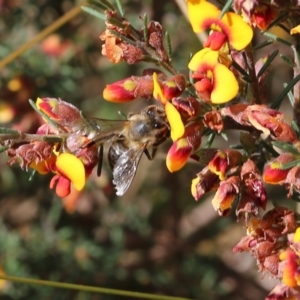 Apis mellifera at Albury, NSW - 20 Oct 2022