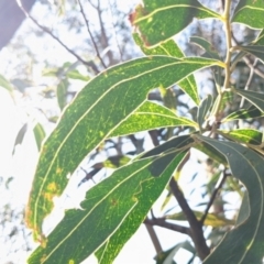 Acacia falciformis (Broad-leaved Hickory) at Currawang, NSW - 17 Oct 2022 by camcols
