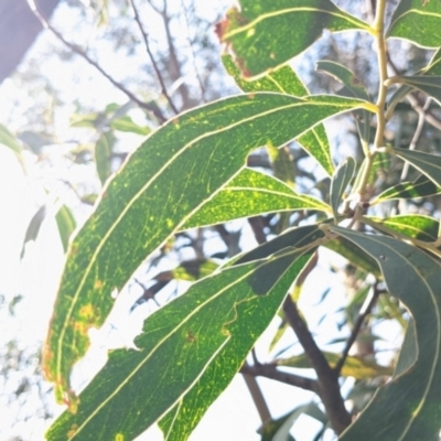 Acacia falciformis (Broad-leaved Hickory) at Currawang, NSW - 17 Oct 2022 by camcols
