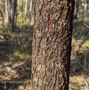 Acacia falciformis at Currawang, NSW - 17 Oct 2022