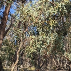 Acacia falciformis at Currawang, NSW - 17 Oct 2022