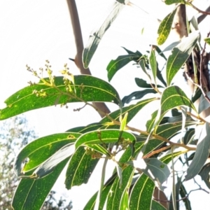 Acacia falciformis at Currawang, NSW - 17 Oct 2022