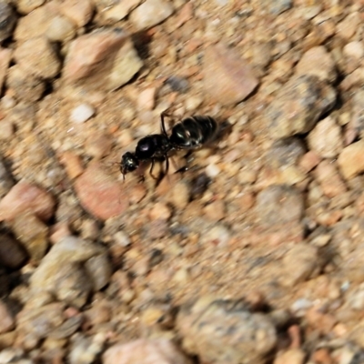 Camponotus claripes at Albury - 19 Oct 2022 by KylieWaldon