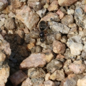 Iridomyrmex purpureus at Albury, NSW - 20 Oct 2022 09:20 AM