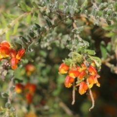 Grevillea alpina (Mountain Grevillea / Cat's Claws Grevillea) at Albury, NSW - 20 Oct 2022 by KylieWaldon