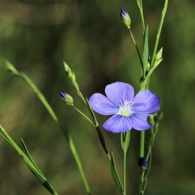 Linum marginale (Native Flax) at Albury - 19 Oct 2022 by KylieWaldon