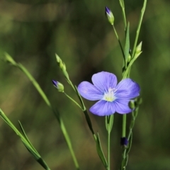 Linum marginale (Native Flax) at Nail Can Hill - 19 Oct 2022 by KylieWaldon
