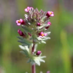 Parentucellia latifolia (Red Bartsia) at Nail Can Hill - 19 Oct 2022 by KylieWaldon