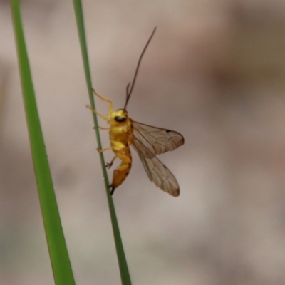 Ichneumonidae (family) (Unidentified ichneumon wasp) by LisaH