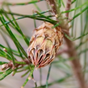 Allocasuarina littoralis at Moruya, NSW - suppressed