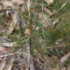 Allocasuarina littoralis at Moruya, NSW - suppressed