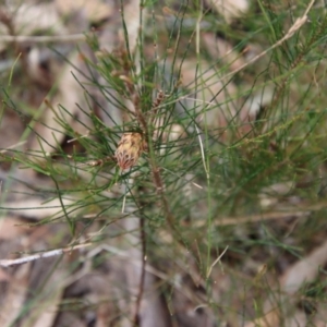 Allocasuarina littoralis at Moruya, NSW - suppressed