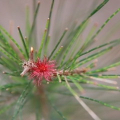 Allocasuarina littoralis at Moruya, NSW - suppressed