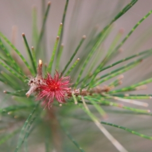 Allocasuarina littoralis at Moruya, NSW - suppressed