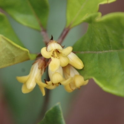 Pittosporum revolutum (Large-fruited Pittosporum) at Broulee Moruya Nature Observation Area - 19 Oct 2022 by LisaH