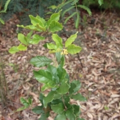 Pittosporum revolutum at Moruya, NSW - 20 Oct 2022