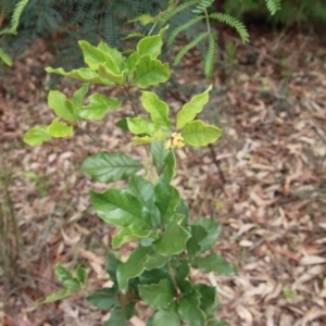 Pittosporum revolutum at Moruya, NSW - 20 Oct 2022