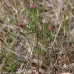 Platysace lanceolata (Shrubby Platysace) at Broulee Moruya Nature Observation Area - 19 Oct 2022 by LisaH