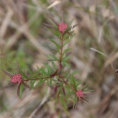 Platysace lanceolata at Moruya, NSW - suppressed