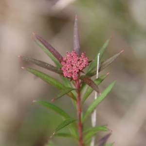 Platysace lanceolata at Moruya, NSW - 20 Oct 2022