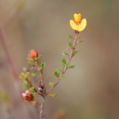 Pultenaea scabra (Rough Bush-pea) at Moruya, NSW - 19 Oct 2022 by LisaH