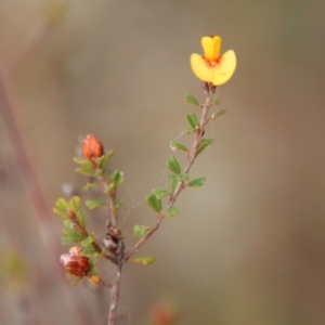 Pultenaea scabra at Moruya, NSW - suppressed