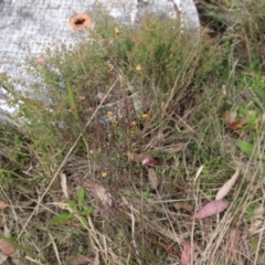Pultenaea scabra at Moruya, NSW - suppressed