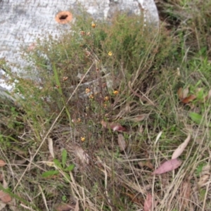 Pultenaea scabra at Moruya, NSW - suppressed