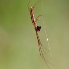 Unidentified Spider (Araneae) at Broulee Moruya Nature Observation Area - 19 Oct 2022 by LisaH