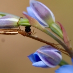 Tetragnatha sp. (genus) at Moruya, NSW - suppressed