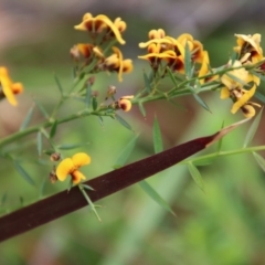 Daviesia ulicifolia (Gorse Bitter-pea) at Broulee Moruya Nature Observation Area - 19 Oct 2022 by LisaH