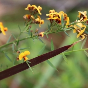 Daviesia ulicifolia at Moruya, NSW - 20 Oct 2022