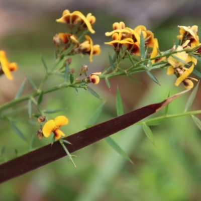 Daviesia ulicifolia (Gorse Bitter-pea) at Broulee Moruya Nature Observation Area - 19 Oct 2022 by LisaH