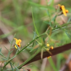 Daviesia ulicifolia at Moruya, NSW - 20 Oct 2022