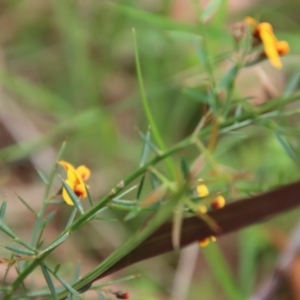 Daviesia ulicifolia at Moruya, NSW - 20 Oct 2022