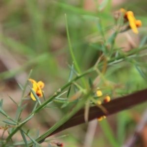 Daviesia ulicifolia at Moruya, NSW - suppressed