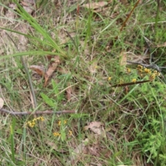 Daviesia ulicifolia at Moruya, NSW - suppressed