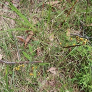 Daviesia ulicifolia at Moruya, NSW - suppressed