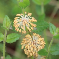 Lomandra multiflora (Many-flowered Matrush) at Broulee Moruya Nature Observation Area - 19 Oct 2022 by LisaH