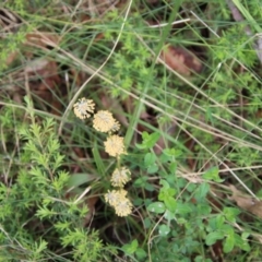 Lomandra multiflora at Moruya, NSW - suppressed