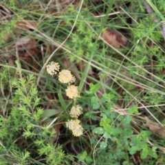 Lomandra multiflora at Moruya, NSW - 20 Oct 2022