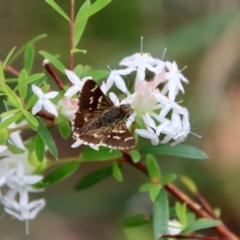 Unidentified Skipper (Hesperiidae) at Broulee Moruya Nature Observation Area - 19 Oct 2022 by LisaH