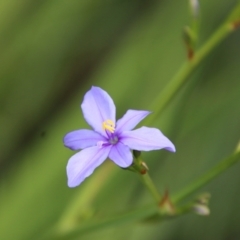 Aristea ecklonii (Blue Stars) at Broulee Moruya Nature Observation Area - 19 Oct 2022 by LisaH