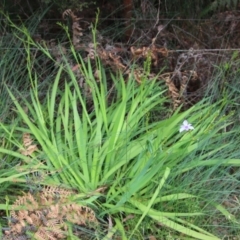 Aristea ecklonii at Moruya, NSW - suppressed